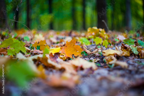 closeup autumn forest glade