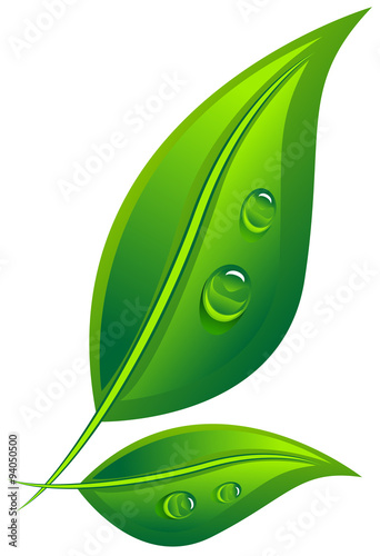 Two green leaf with dew drops