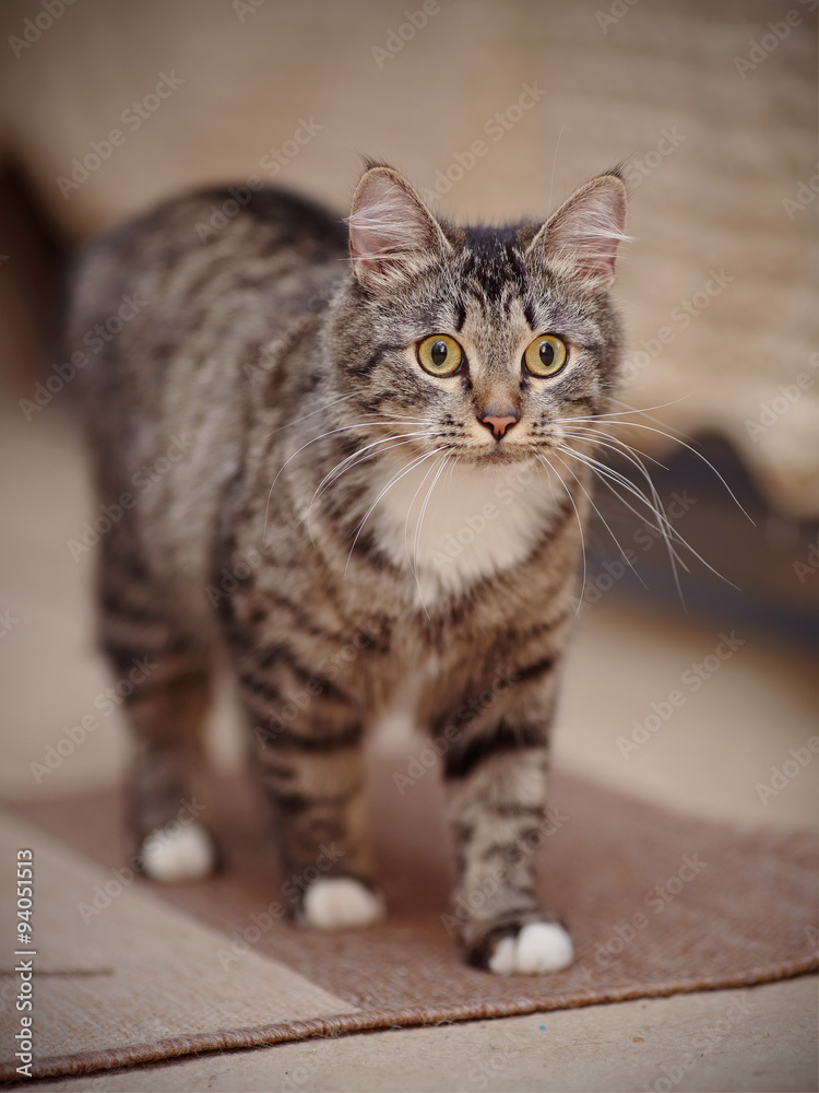 Domestic striped cat with yellow eyes