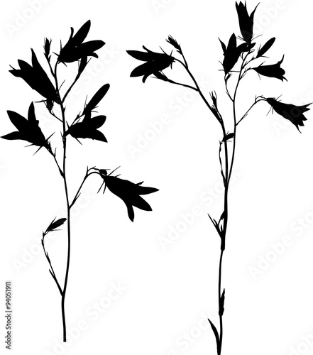 two black campanula flowers sketches on white