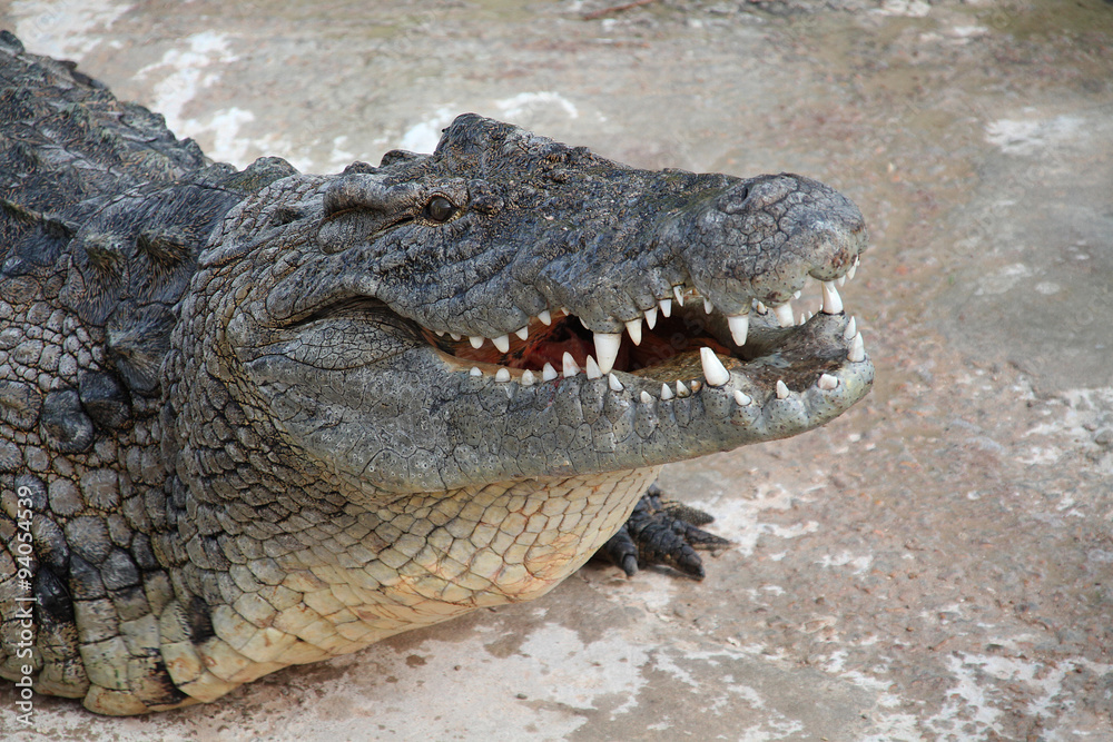 Fototapeta premium crocodile 21102015