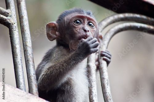 Photography Sweet little monkey