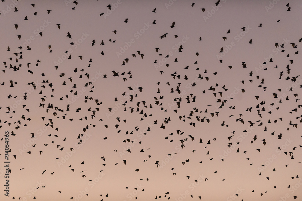 A phenomenal fly-out of possibly half a million little red flying foxes at sunset.