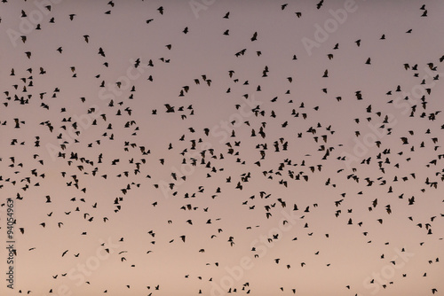 A phenomenal fly-out of possibly half a million little red flying foxes at sunset.