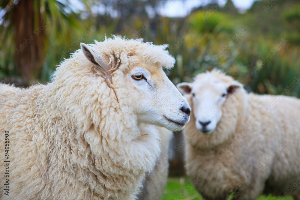Naklejka premium close up face of new zealand merino sheep in rural livestock far