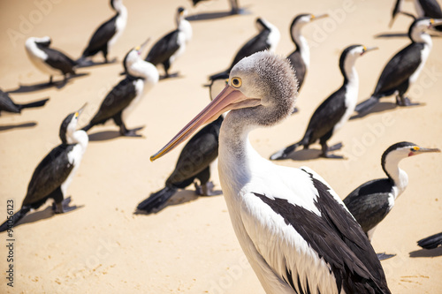 Pelicans and other birds resting on the beach during the day at Tangalooma Island in Queensland on the west side of Moreton Island.