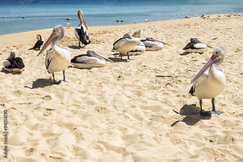 Pelicans and other birds resting on the beach during the day at Tangalooma Island in Queensland on the west side of Moreton Island. photo