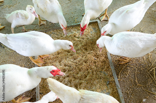 Feeding the ducks