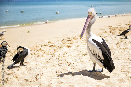 Pelicans and other birds resting on the beach during the day at Tangalooma Island in Queensland on the west side of Moreton Island. photo