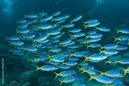 Schooling blue-gold fusiliers in the reef