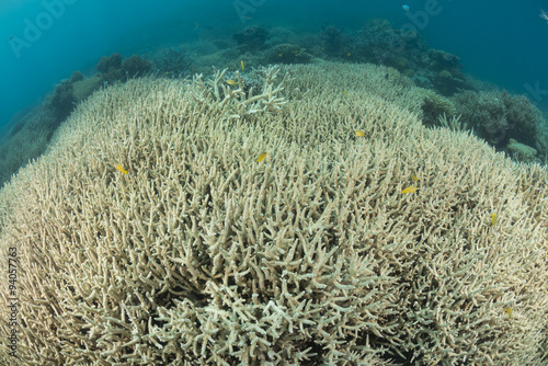 Healthy coral reef of the Great Barrier Reef.