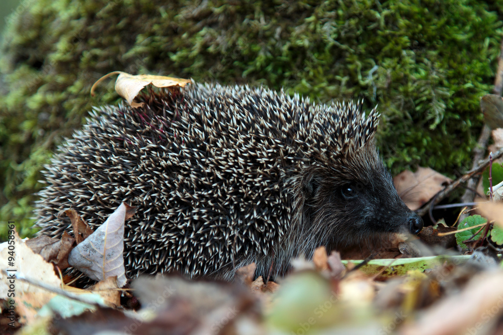 Obraz premium Hand Hedgehog