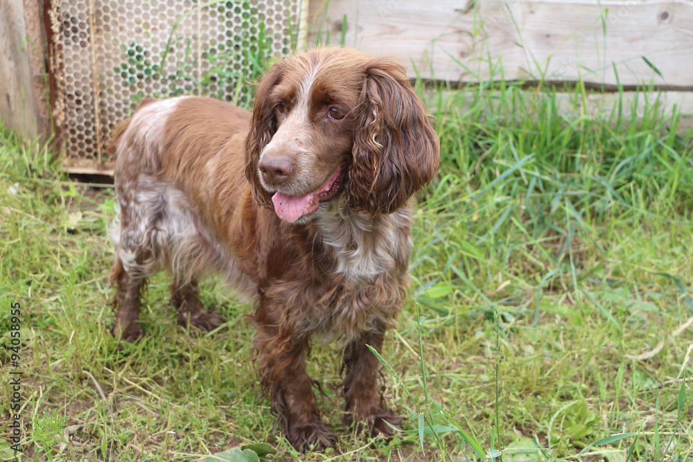 Dog a spaniel standing on a grass outdoors Dog a spaniel standing on a grass outdoors