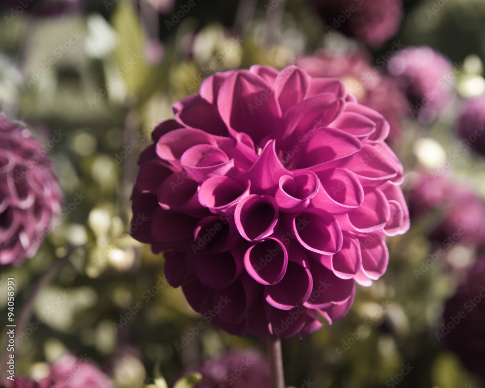 Blühende Balldahlie Blühende Balldahlie