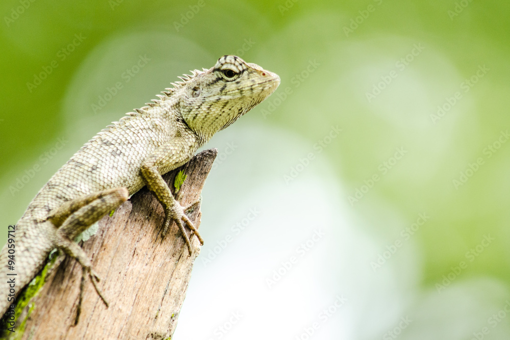 Fototapeta premium calotes emma alticristatus is spcies name of reptile