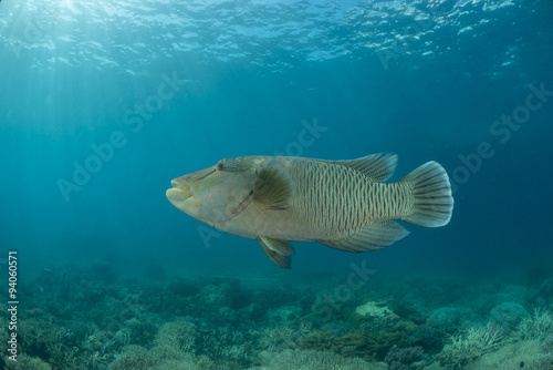 Adult male Napoleon Wrasse in the Great Barrier Reef