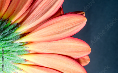 Underside of a Chrysanthemum Flower