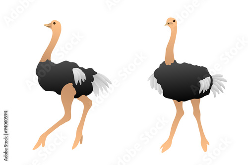 Birds ostrich isolated illustration vector