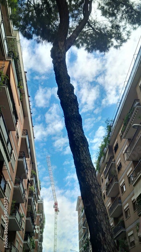 albero fra i palazzi photo