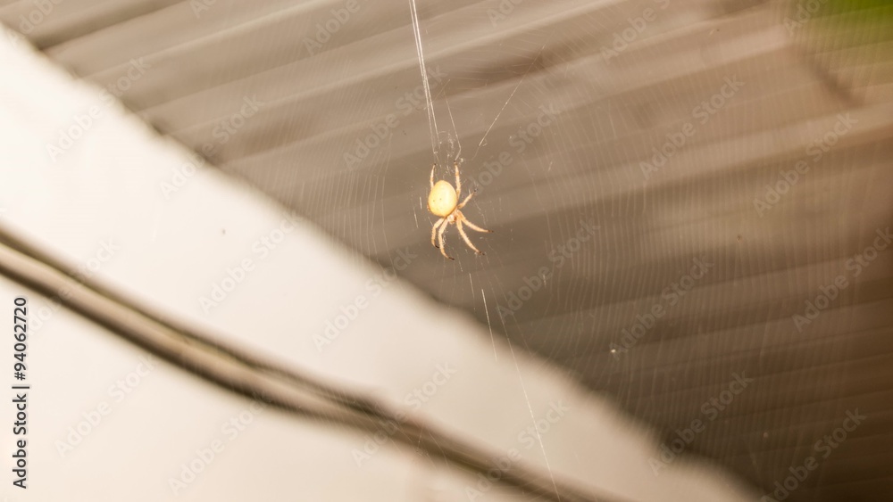 Arachnid Sitting in Its Lair
