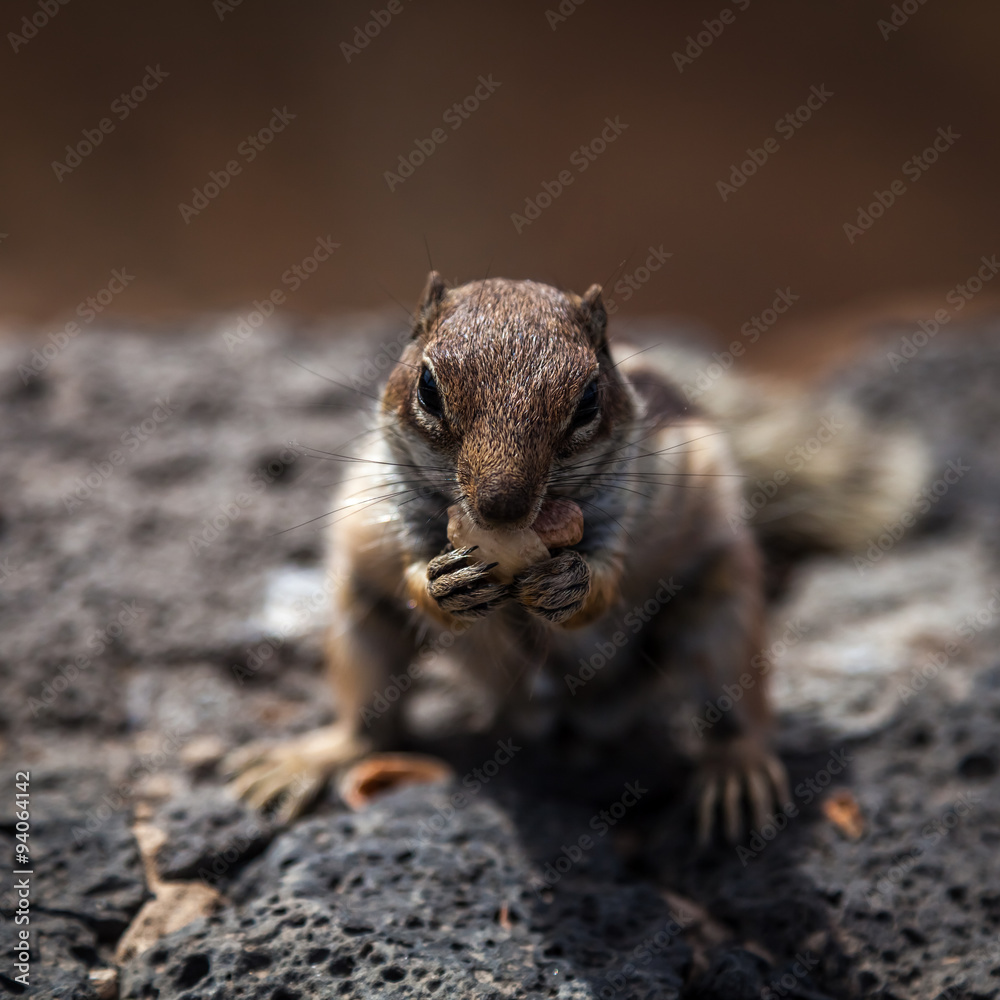 Fototapeta premium Lunch time