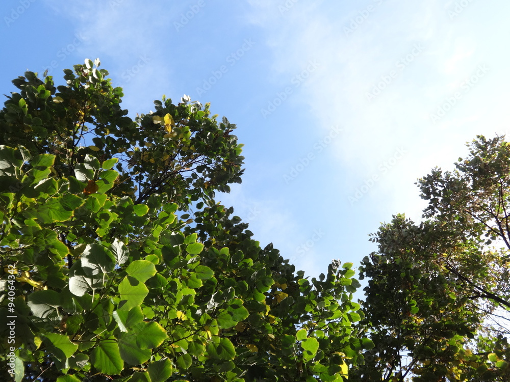 Green Tree Branches on Sky Background Green Tree Branches on Sky Background