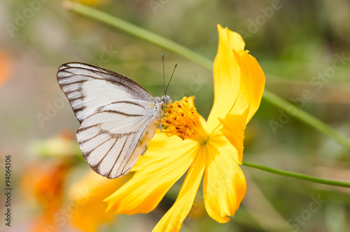 White butterfly with yellow cosmos. #94064306