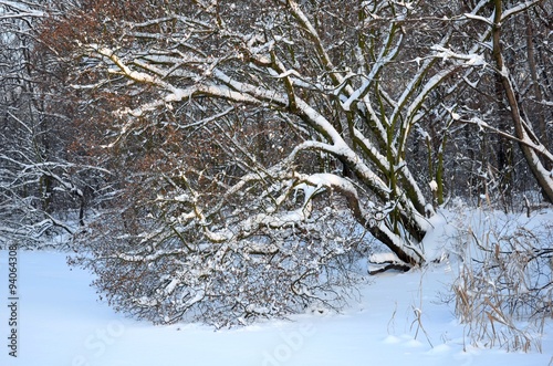 Заснеженные деревья зимой в лесу