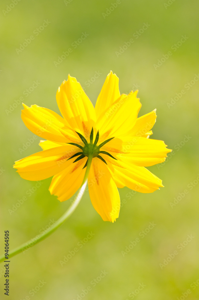 Obraz premium Yellow cosmos flower.