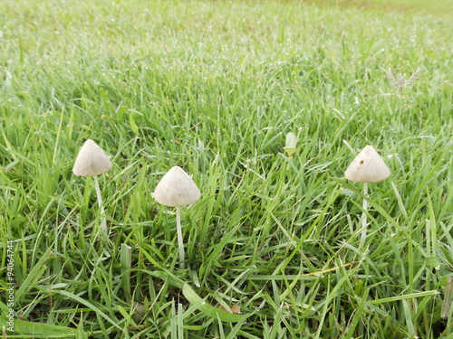 Mushrooms Growing in Grass under sunset
