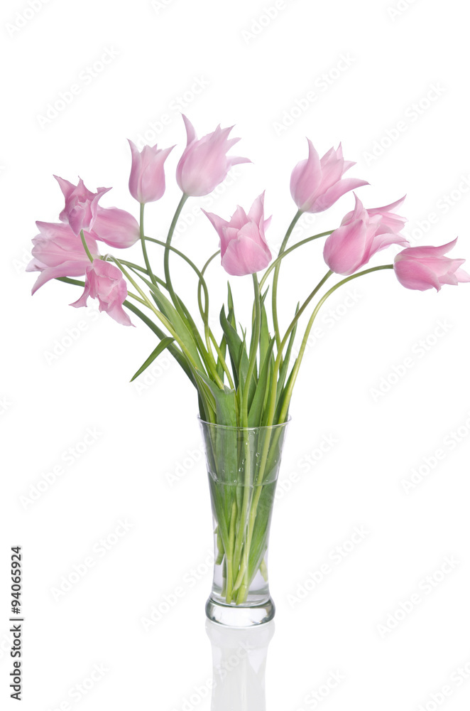 Beautiful pink tulips isolated on white background Beautiful pink tulips isolated on white background