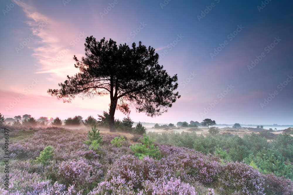 Obraz premium heather flowering at misty sunrise
