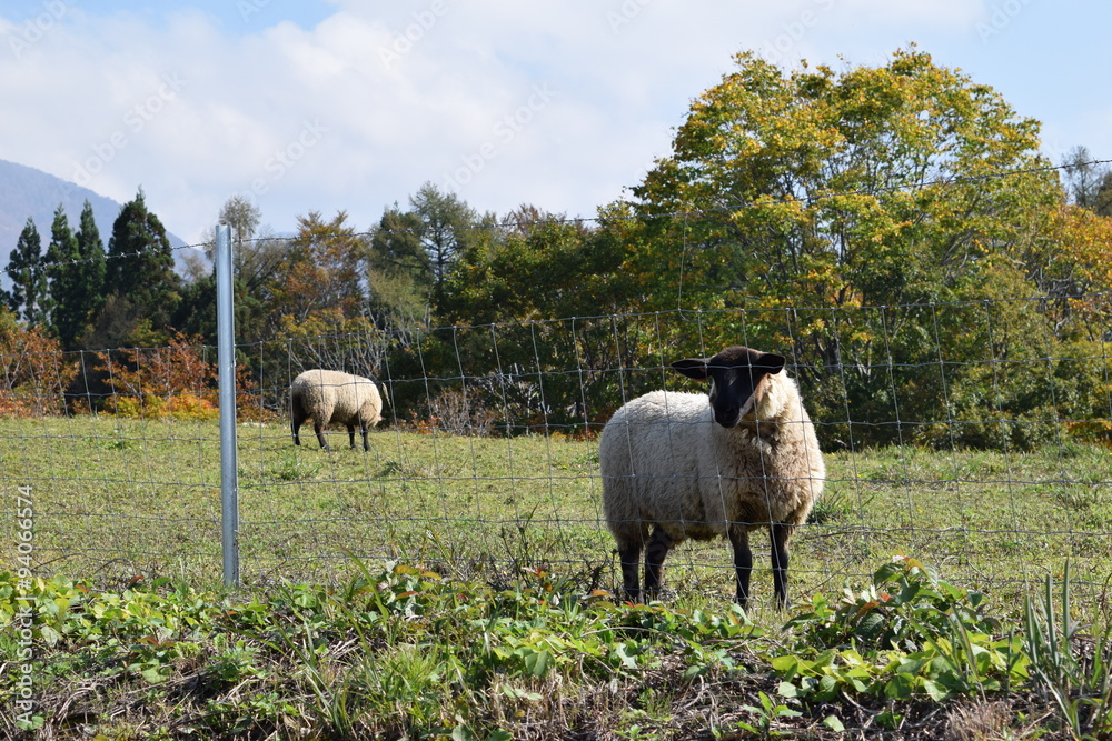 Obraz premium 羊の放牧／山形県鶴岡市羽黒町川代にある月山高原牧場で、羊の放牧風景を撮影した写真です。この牧場は、約100haの緑のジュウタンが広がり、雄大な高原の中で牛や羊を眺められます。羊を放牧すると足腰が丈夫になる、広々とした牧場で運動することにより健全な羊になる、管理の手間が省ける、エサ代の削減など良いこと尽くしです。高原からの眺めは最高で、ひそかな観光ポイントになっています。