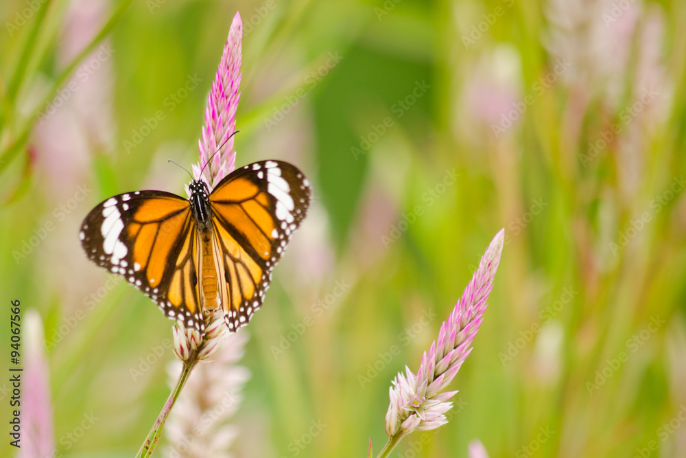 Obraz premium orange butterfly on flower