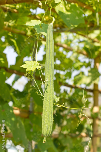 Angled gourd.