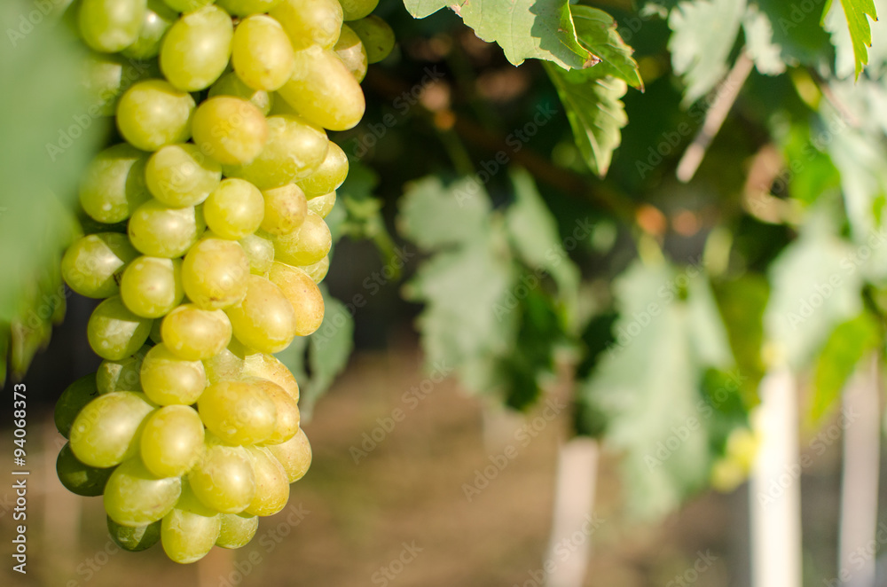 Fototapeta premium Morning Vineyard grapes fresh