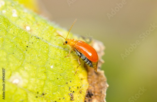 Close up og young Rice Thrips, pumpkin pest. photo