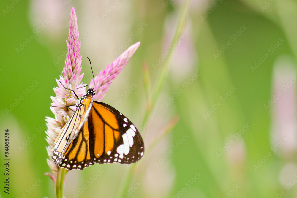 Fototapeta premium orange butterfly on flower