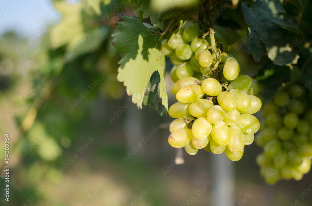 Vineyard grapes fresh