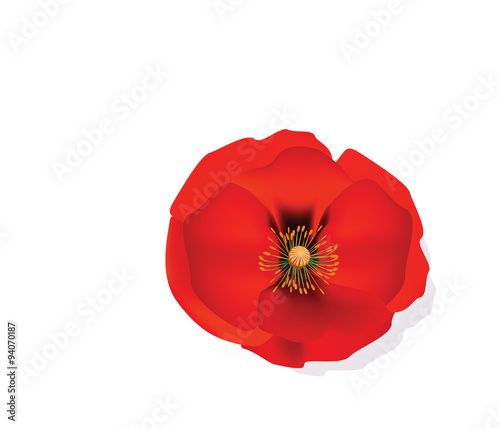 Red Romantic poppy flower isolated. Vector illustration