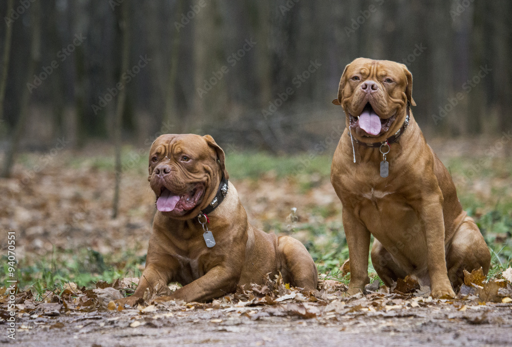 Two Bordeaux mastiff lie next to each other in autumn park. An excellent illustration. Two Bordeaux mastiff lie next to each other in autumn park. An excellent illustration.