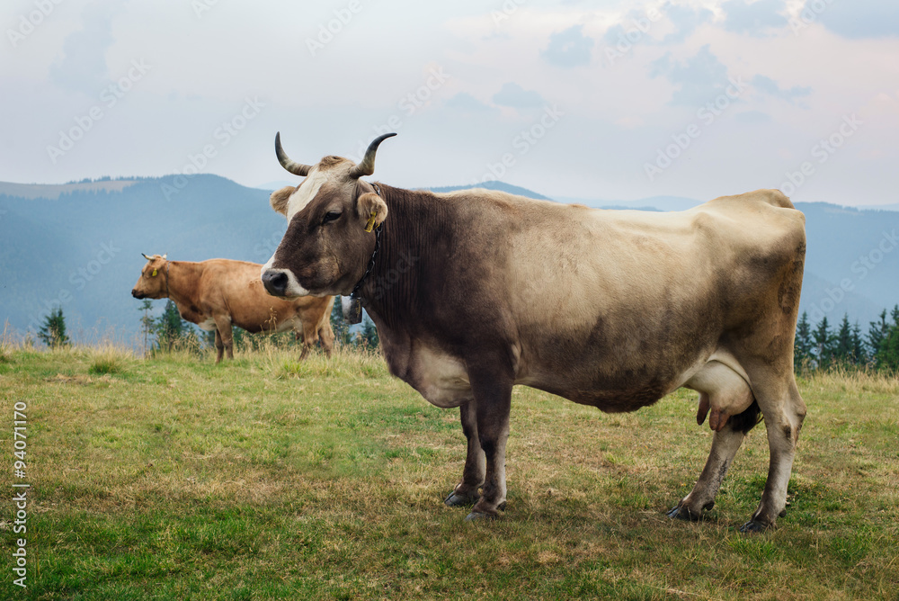 Freely grazing healthy cows on an idyllic summer mountain pastur