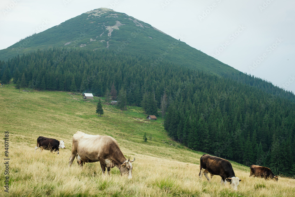 Free domestic herd of cows on green summer mountain pasture.