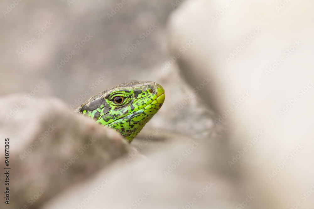 Naklejka premium Zauneidechse