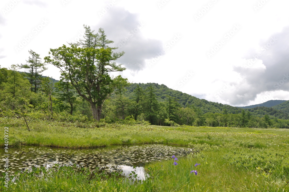Fototapeta premium 尾瀬の水辺 池 沼 木道