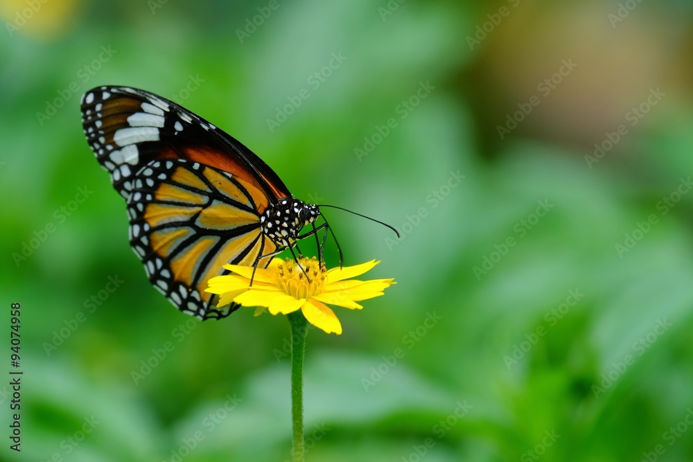 Obraz premium Close-up orange butterfly on yellowflower