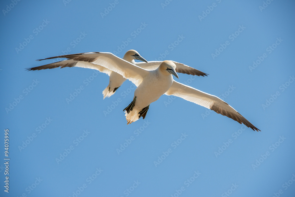 Obraz premium Northern gannets