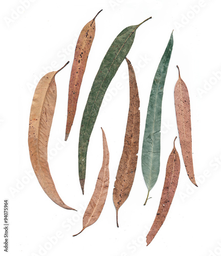 Eucalyptus leaves