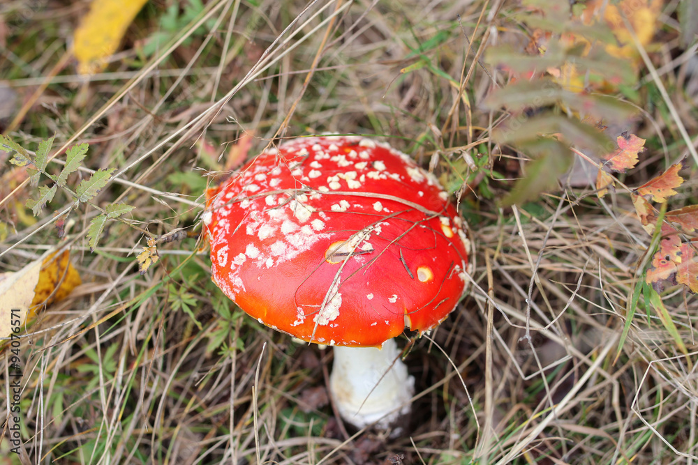 red toadstool in grass red toadstool in grass