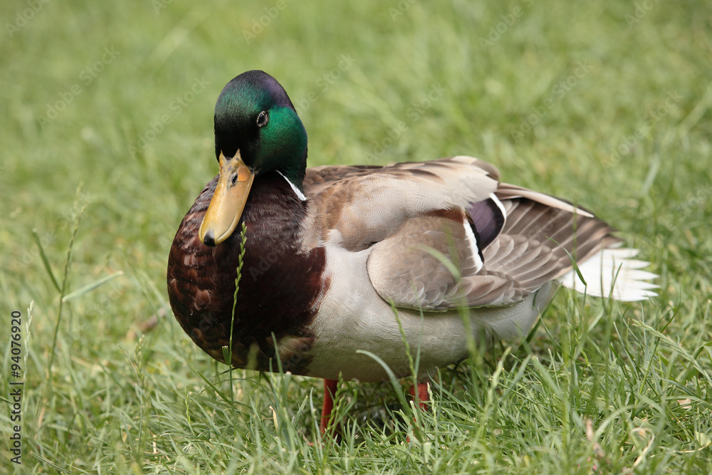 duck duck